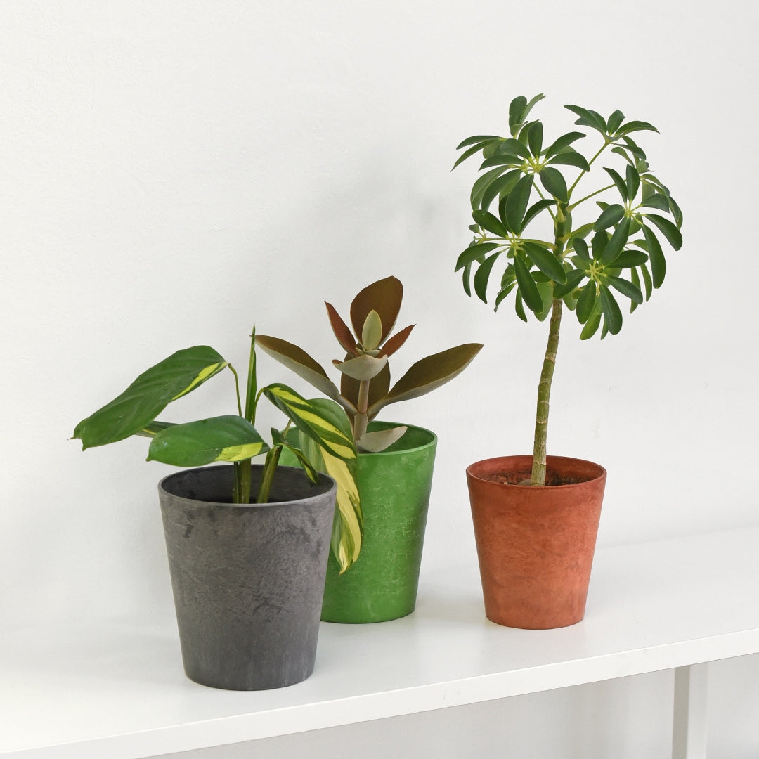 Colorful Textured Planter