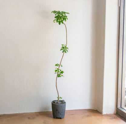 Stone Basalt Vase