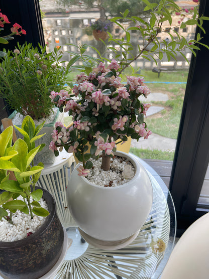Rounded Moon Vase